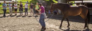 Pferdegestütztes Training und Coaching - Horse for Company