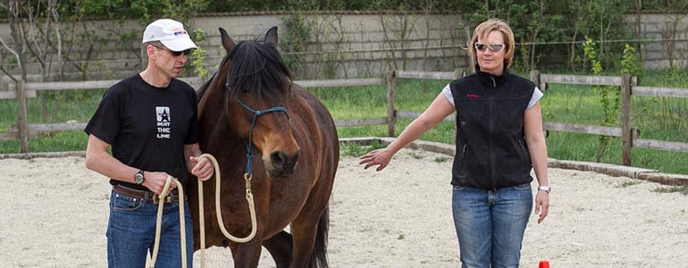 Sind Pferde geeignete Coaches oder TrainerInnen?